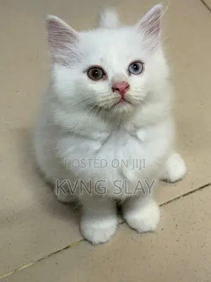 1-3 months Male Purebred Persian