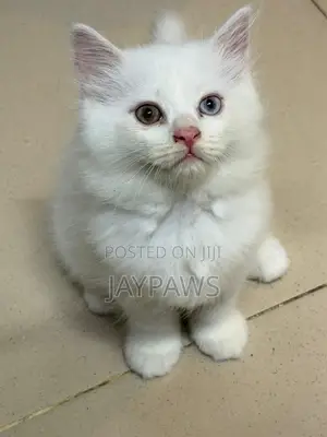 1-3 months Male Purebred Persian