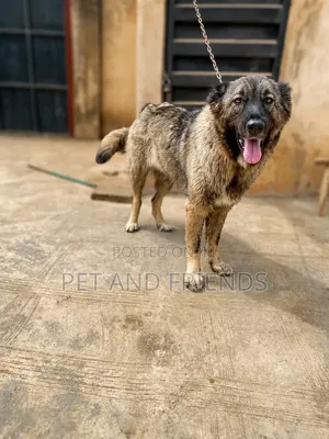 1+ year Female Purebred Caucasian Shepherd