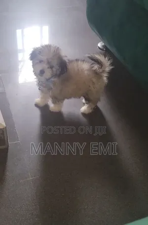 3-6 months Male Purebred Lhasa Apso