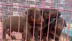1-3 months Male Purebred Doberman Pinscher