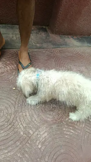 3-6 months Male Purebred Lhasa Apso