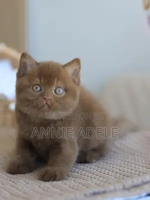 1-3 months Male Purebred British Shorthair