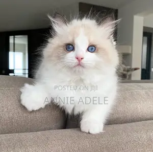 1-3 months Male Purebred Ragdoll
