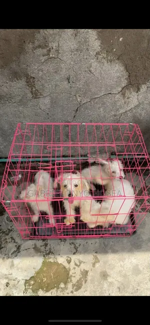 3-6 months Male Purebred Lhasa Apso