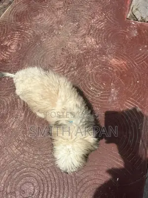 3-6 months Male Purebred Lhasa Apso