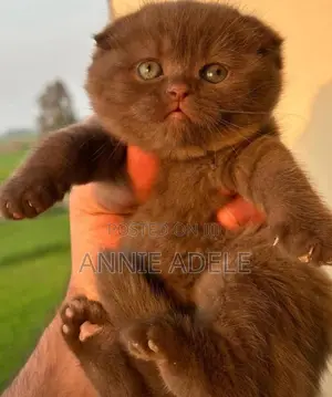 1-3 months Male Purebred British Shorthair