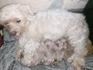 0-1 month Male Purebred Lhasa Apso