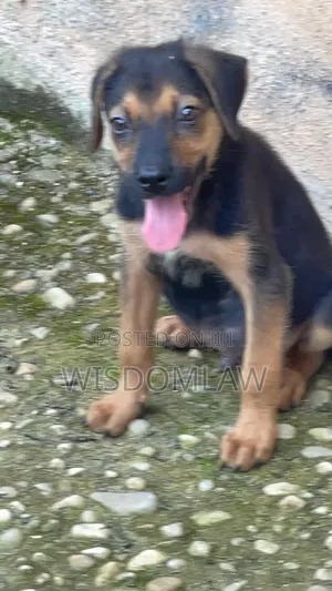 1-3 months Male Purebred German Shepherd