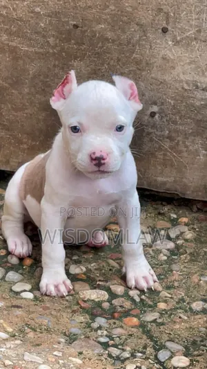1-3 months Female Purebred American Bully