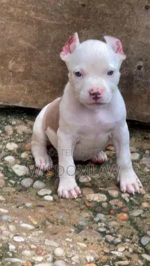1-3 months Female Purebred American Bully
