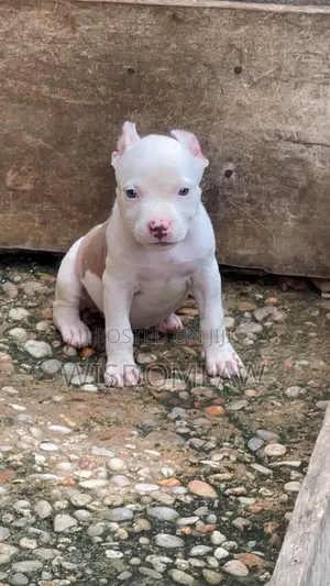 1-3 months Female Purebred American Bully