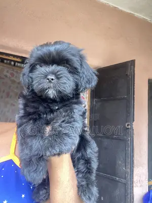 1-3 months Male Purebred Lhasa Apso