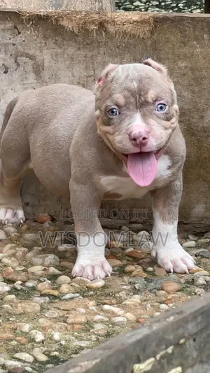 1-3 months Male Purebred American Bully