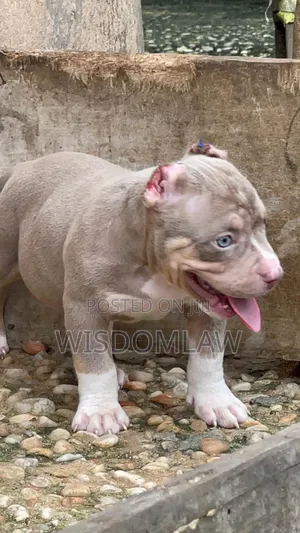 1-3 months Male Purebred American Bully