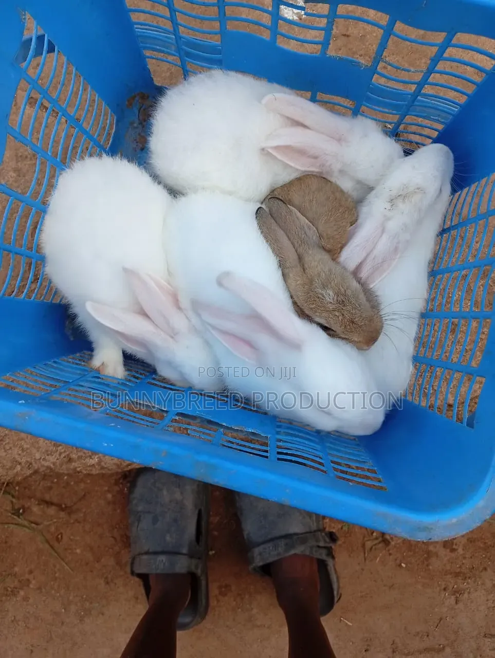 Live Rabbit for Meat Production