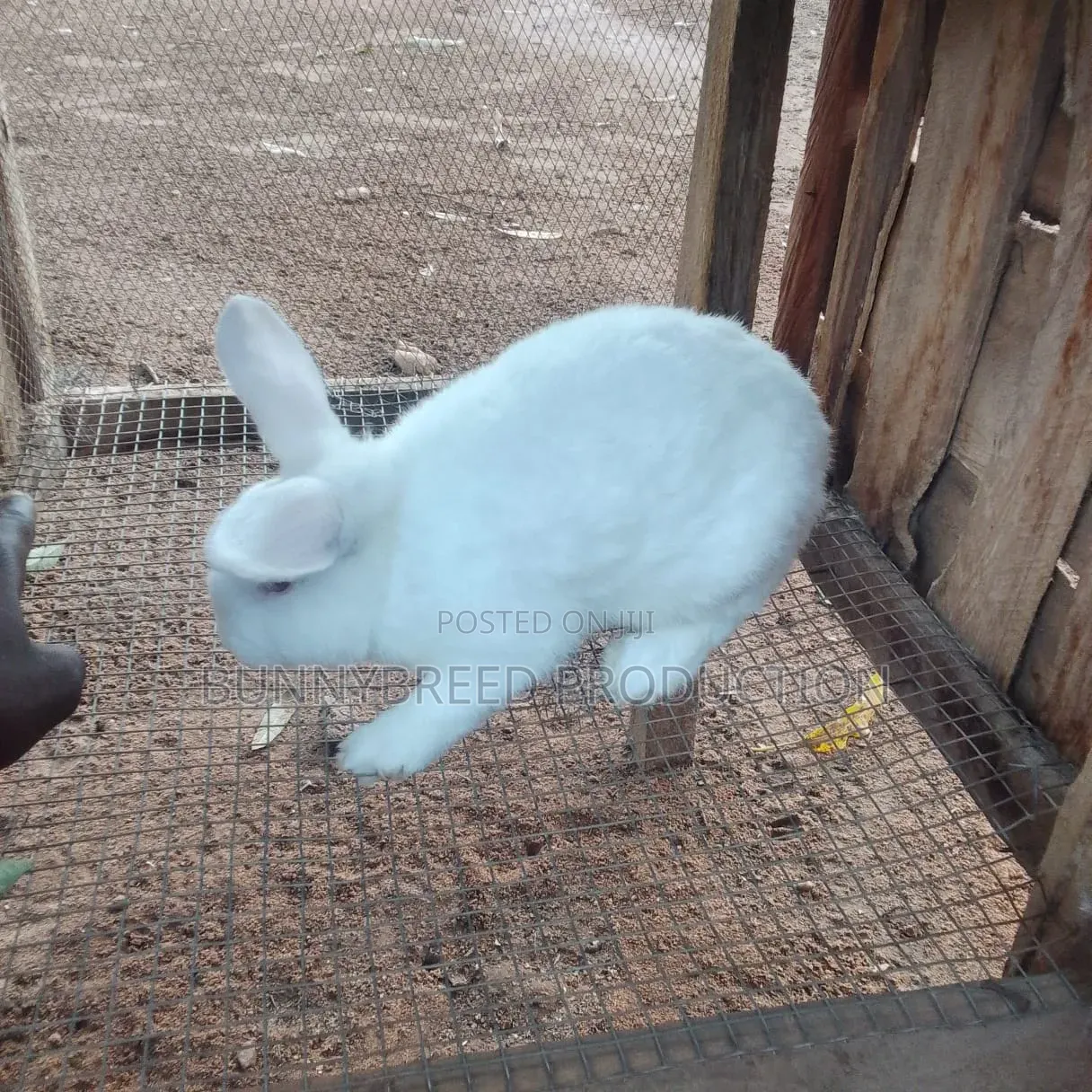 Live Rabbit for Meat Production