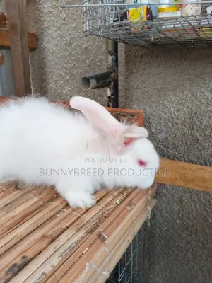 Live Rabbit for Meat Production