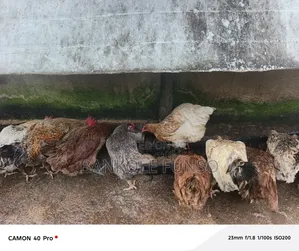 Locally Grown Chicken for Sale