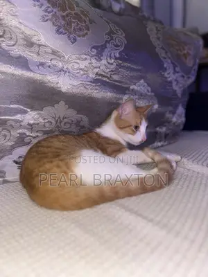 6-12 months Male Mixed Breed American Shorthair