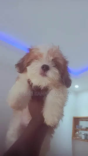 0-1 month Female Purebred Lhasa Apso