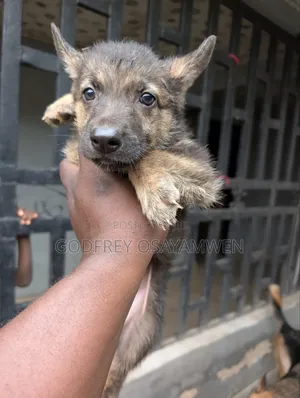 3-6 months Male Purebred German Shepherd