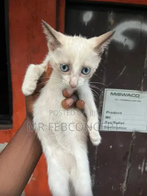 1-3 months Female Purebred American Shorthair