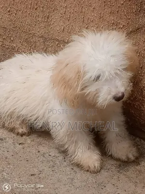 1-3 months Female Purebred Lhasa Apso