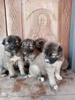 1-3 months Male Purebred Caucasian Shepherd