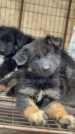 1-3 months Male Purebred German Shepherd
