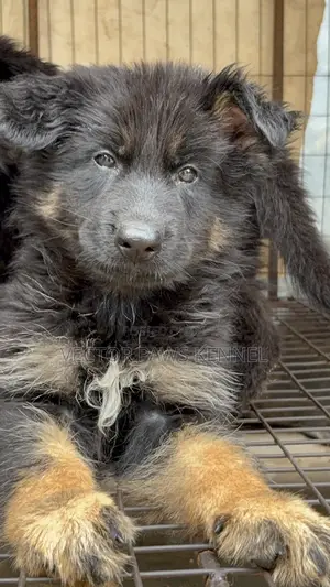 1-3 months Male Purebred German Shepherd