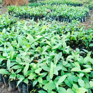 Beautiful Indoor, Outdoor Flowers and Cash Crops Available.