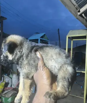 1-3 months Male Purebred German Shepherd