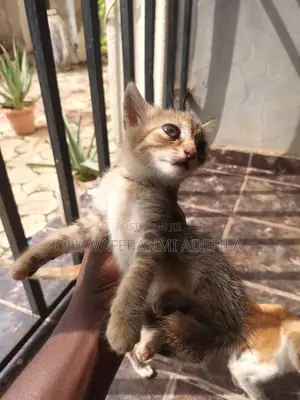 1-3 months Female Purebred Tabby