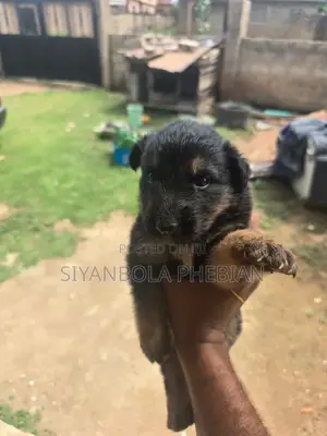 1-3 months Male Purebred German Shepherd