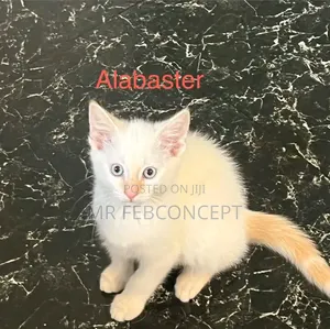 1-3 months Female Purebred American Shorthair