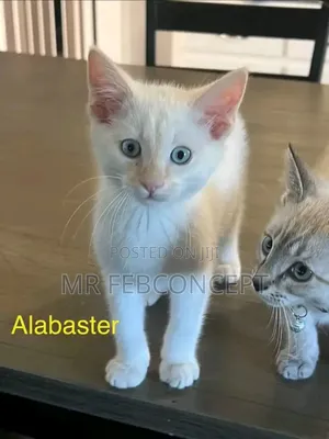 1-3 months Female Purebred American Shorthair