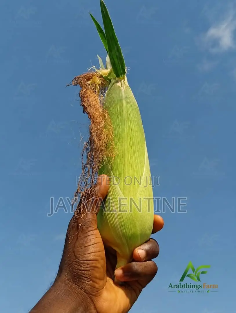 Sweet Corn