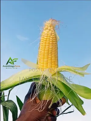 Sweet Corn