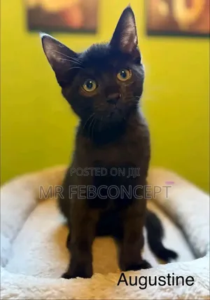 3-6 months Male Purebred Turkish Angora