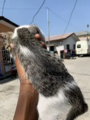 1-3 months Female Mixed Breed Mongrel (No Breed)