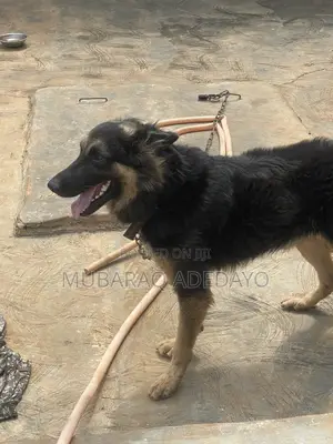 1+ year Male Purebred German Shepherd