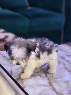 1-3 months Male Purebred Lhasa Apso