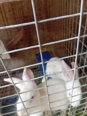 Beautiful Healthy Rabbit for Sale