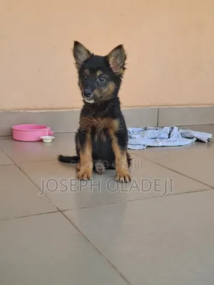 1-3 months Female Purebred German Shepherd