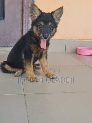 1-3 months Female Purebred German Shepherd