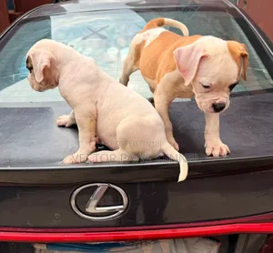 1-3 months Male Purebred American Bulldog