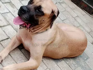 1+ year Female Purebred Boerboel