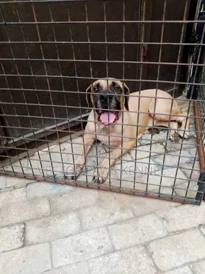 1+ year Female Purebred Boerboel