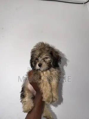 0-1 month Female Purebred Lhasa Apso